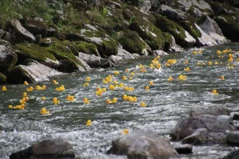 Entenrennen Kitzbühel 2011 – Foto 36