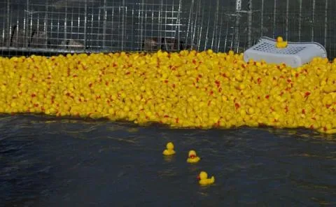 Entenrennen Kitzbühel 2012 – Foto 47
